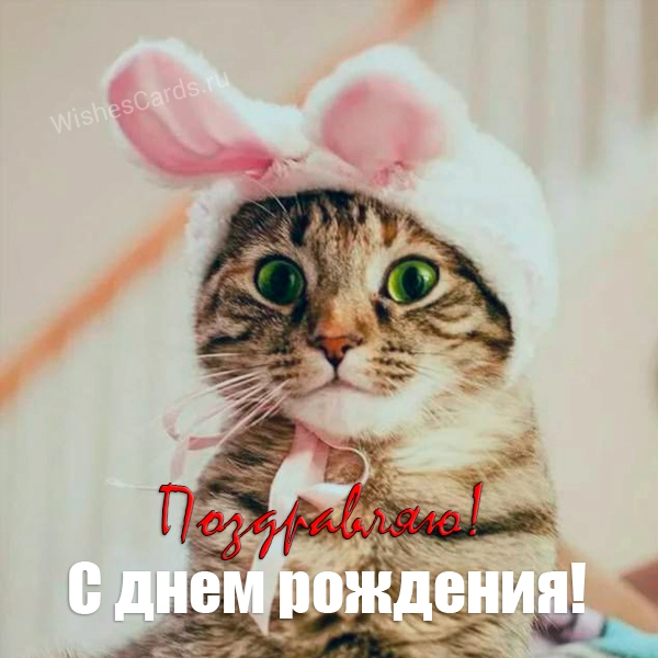 Скачать бесплатно открытку поздравляю с днем рождения от котика на сайте wishescards.ru