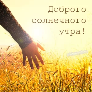 Открытка Доброго солнечного утра скачать бесплатно на сайте wishescards.ru