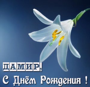 Скачать бесплатно Бесплатная картинка с днем рождения Дамир на сайте WishesCards.ru