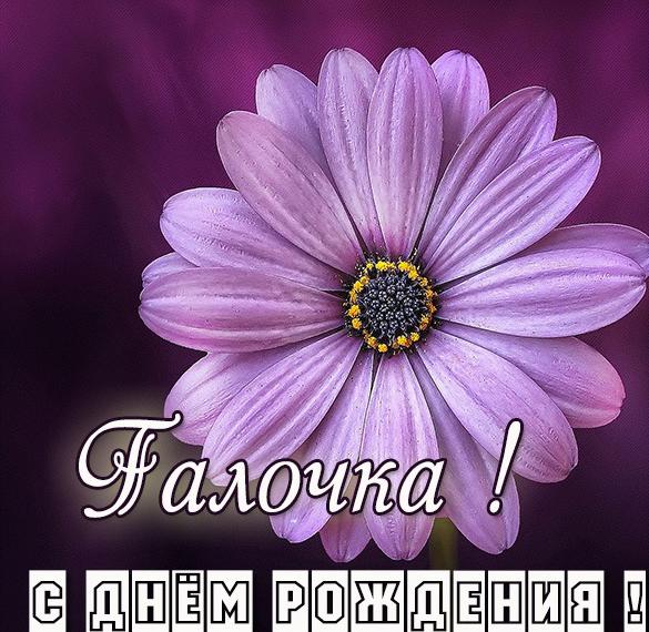 Скачать бесплатно Бесплатная красивая открытка с днем рождения Галочка на сайте WishesCards.ru