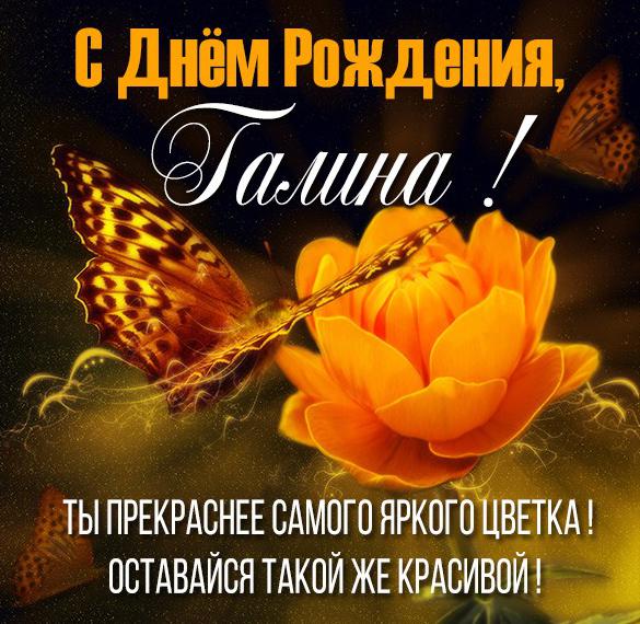 Скачать бесплатно Бесплатная открытка с днем рождения для Галины на сайте WishesCards.ru