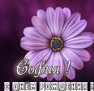 Скачать бесплатно Бесплатная открытка с днем рождения для Софии на сайте WishesCards.ru
