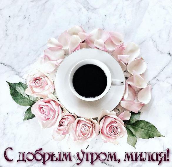 Скачать бесплатно Бесплатная открытка с добрым утром милая на сайте WishesCards.ru