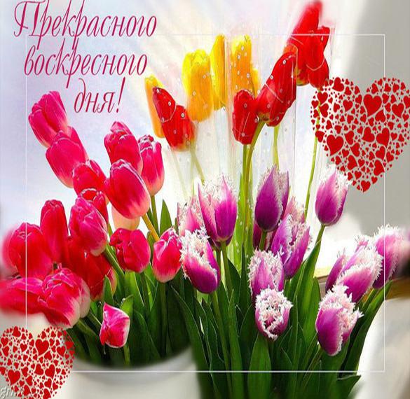 Скачать бесплатно Бесплатная открытка с воскресным днем на сайте WishesCards.ru