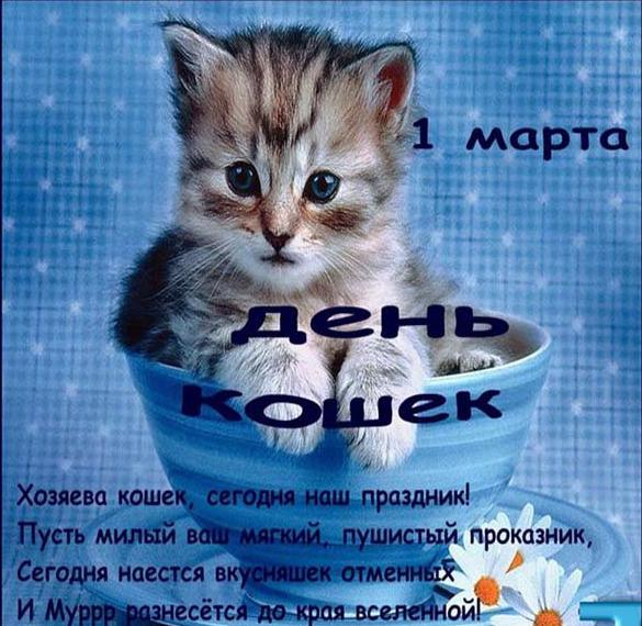Скачать бесплатно Фото картинка на день кошек на сайте WishesCards.ru
