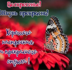 Скачать бесплатно Фото открытка про воскресенье на сайте WishesCards.ru