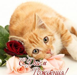Скачать бесплатно Фото открытка с днем рождения с котенком на сайте WishesCards.ru