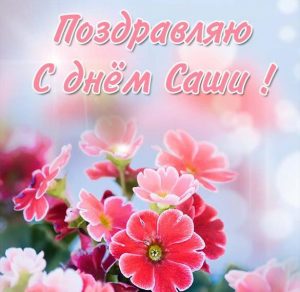 Скачать бесплатно Фото открытка с днем Саши на сайте WishesCards.ru