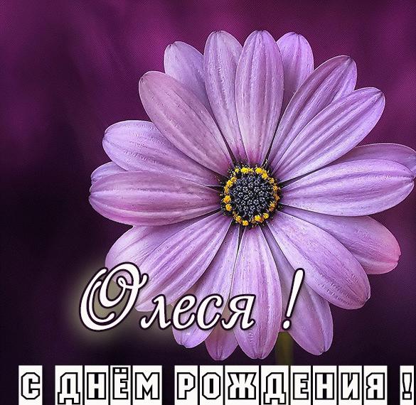 Скачать бесплатно Именная картинка с днем рождения Олеся на сайте WishesCards.ru
