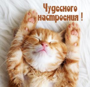 Скачать бесплатно Картинка чудесного настроения смешная на сайте WishesCards.ru