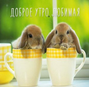 Скачать бесплатно Картинка доброе утро любимая кролики на сайте WishesCards.ru