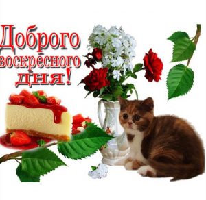 Скачать бесплатно Картинка доброго воскресного дня с надписями на сайте WishesCards.ru
