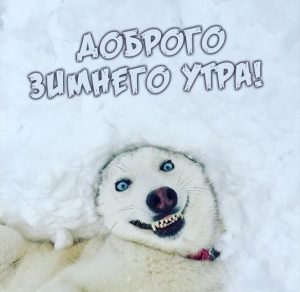 Скачать бесплатно Картинка доброго зимнего утра прикольная на сайте WishesCards.ru