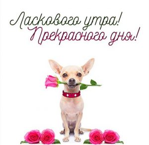 Скачать бесплатно Картинка ласкового утра и прекрасного дня на сайте WishesCards.ru