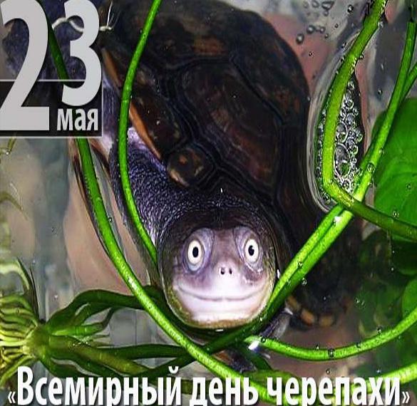 Скачать бесплатно Картинка на день черепахи на сайте WishesCards.ru