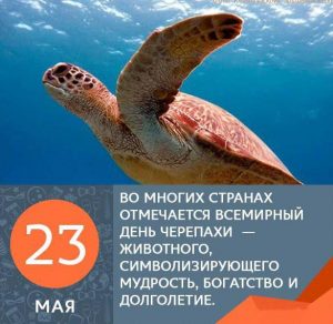 Скачать бесплатно Картинка на день черепахи с цитатами на сайте WishesCards.ru