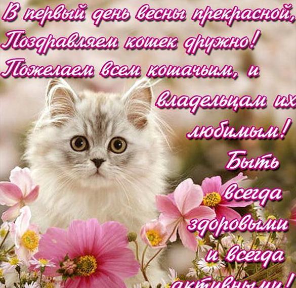 Скачать бесплатно Картинка на день кошек с поздравлением на сайте WishesCards.ru