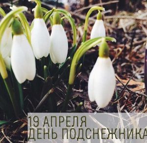 Скачать бесплатно Картинка на день подснежника 19 апреля на сайте WishesCards.ru