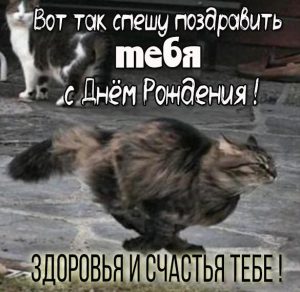 Скачать бесплатно Картинка на день рождения с кошкой на сайте WishesCards.ru