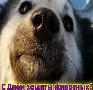 Скачать бесплатно Картинка на день защиты животных на сайте WishesCards.ru
