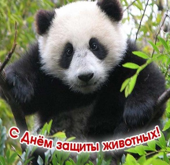 Скачать бесплатно Картинка на день животных с приколом на сайте WishesCards.ru