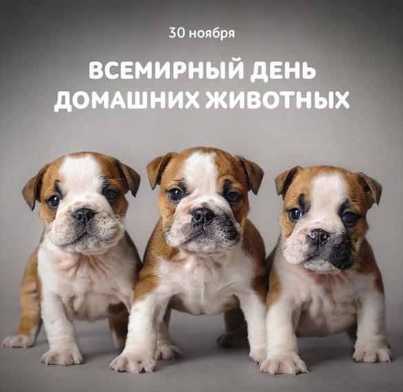 Скачать бесплатно Картинка на всемирный день домашних животных на сайте WishesCards.ru