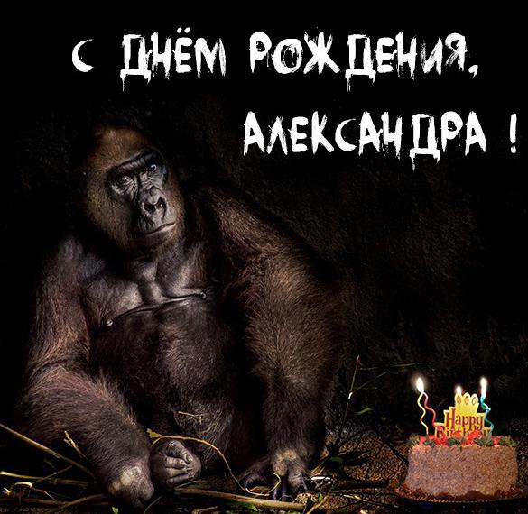 Скачать бесплатно Картинка прикол с днем рождения Александра на сайте WishesCards.ru