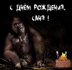 Скачать бесплатно Картинка прикол с днем рождения Саня на сайте WishesCards.ru