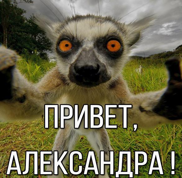 Скачать бесплатно Картинка привет Александра на сайте WishesCards.ru