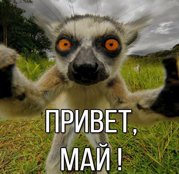 Скачать бесплатно Картинка привет Май на сайте WishesCards.ru