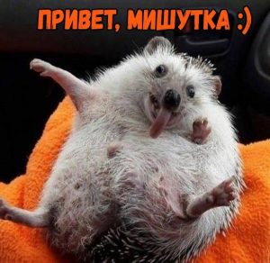 Скачать бесплатно Картинка привет Мишутка на сайте WishesCards.ru