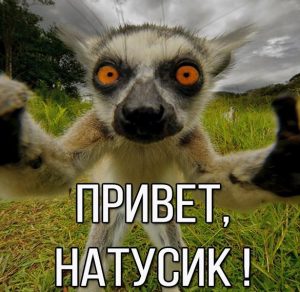 Скачать бесплатно Картинка привет Натусик на сайте WishesCards.ru