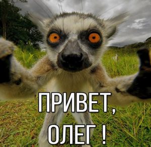 Скачать бесплатно Картинка привет Олег на сайте WishesCards.ru