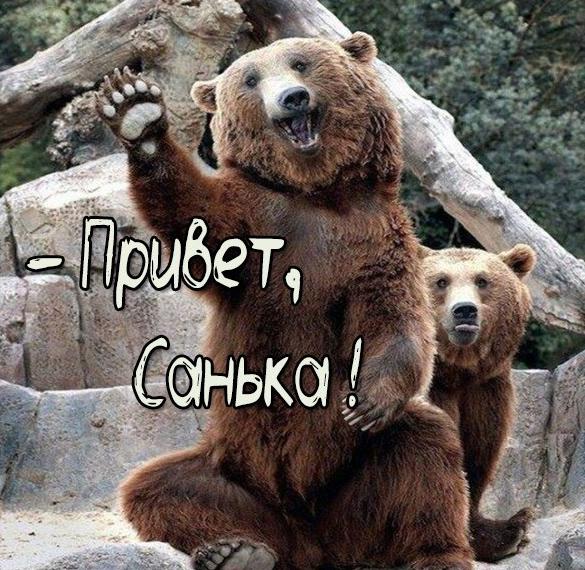 Скачать бесплатно Картинка привет Санька на сайте WishesCards.ru