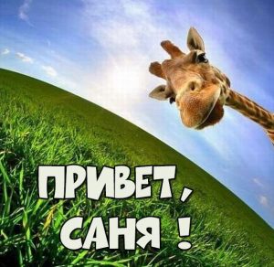 Скачать бесплатно Картинка привет Саня на сайте WishesCards.ru