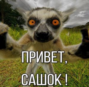 Скачать бесплатно Картинка привет Сашок на сайте WishesCards.ru