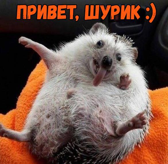 Скачать бесплатно Картинка привет Шурик на сайте WishesCards.ru