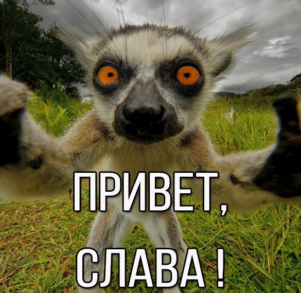 Скачать бесплатно Картинка привет Слава на сайте WishesCards.ru