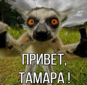 Скачать бесплатно Картинка привет Тамара на сайте WishesCards.ru