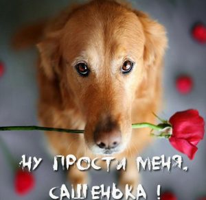 Скачать бесплатно Картинка прости меня Сашенька на сайте WishesCards.ru