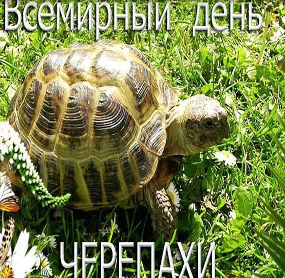 Скачать бесплатно Картинка с днем черепахи на сайте WishesCards.ru