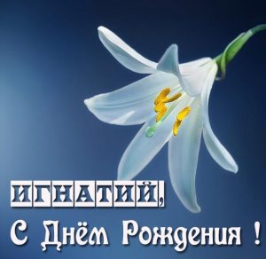 Скачать бесплатно Картинка с днем рождения Игнатий на сайте WishesCards.ru
