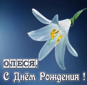 Скачать бесплатно Картинка с днем рождения Олеся на сайте WishesCards.ru