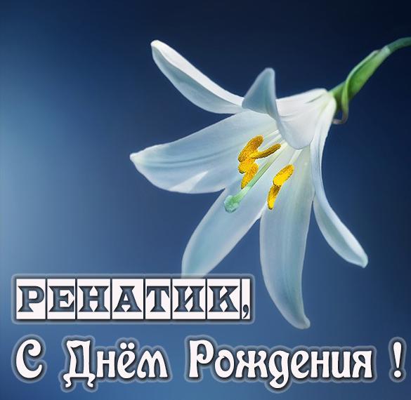 Скачать бесплатно Картинка с днем рождения Ренатик с поздравлением на сайте WishesCards.ru