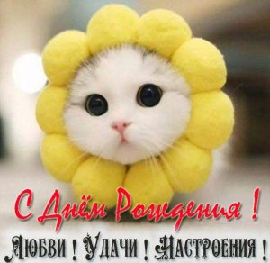 Скачать бесплатно Картинка с днем рождения с котиком на сайте WishesCards.ru