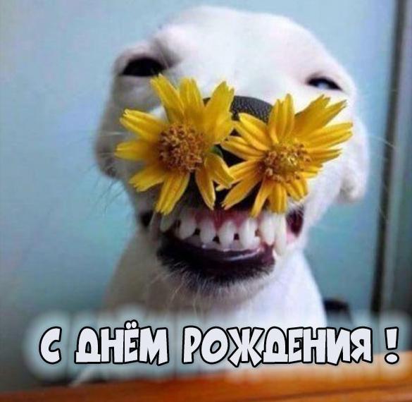 Скачать бесплатно Картинка с днем рождения с собакой на сайте WishesCards.ru