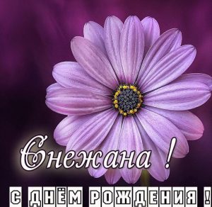 Скачать бесплатно Картинка с днем рождения Снежана женщине на сайте WishesCards.ru