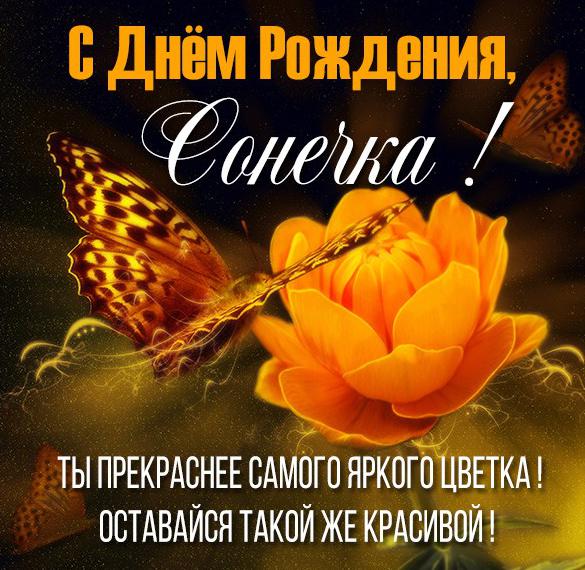 Скачать бесплатно Картинка с днем рождения Сонечка женщине на сайте WishesCards.ru
