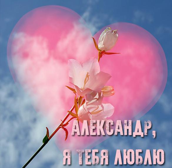 Скачать бесплатно Картинка с именем Александр я тебя люблю на сайте WishesCards.ru