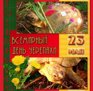 Скачать бесплатно Картинка с поздравлением с днем черепахи на сайте WishesCards.ru